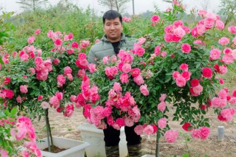 Những người trẻ dệt mùa xuân rực rỡ từ làng quê Hà Nội