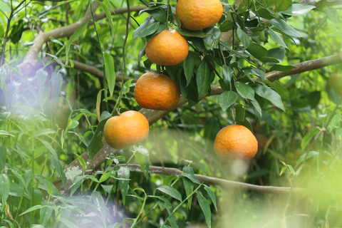 Nhộn nhịp 'thủ phủ' cam bù Hà Tĩnh những ngày giáp Tết