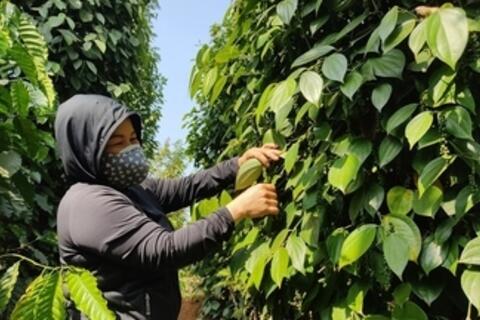 Giá tiêu hôm nay 13/2/2026: Giảm nhẹ vài nơi