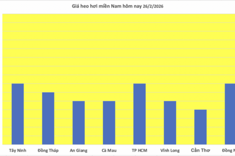 Giá heo hơi hôm nay 26/2/2026: Giảm đồng loạt tại miền Bắc, miền Trung