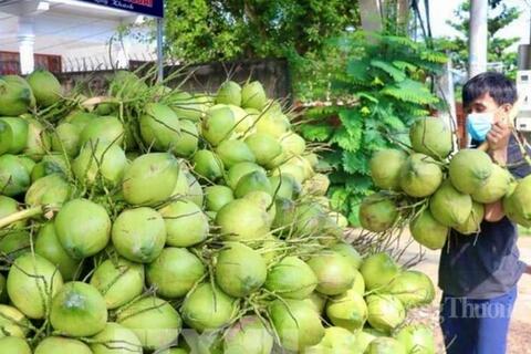 Dừa Vĩnh Long: Khẳng định vị thế 'thủ phủ' và tầm nhìn xuất khẩu tỷ USD