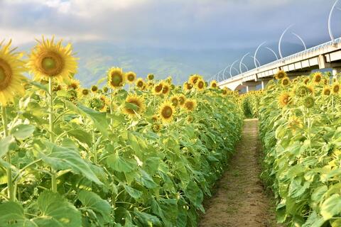 10.000 hoa hướng dương nở rộ, rực rỡ sắc vàng tại TP. Đà Nẵng