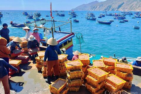 Ngư dân làng chài Gia Lai trúng mùa ruốc, 'bỏ túi' tiền triệu mỗi ngày