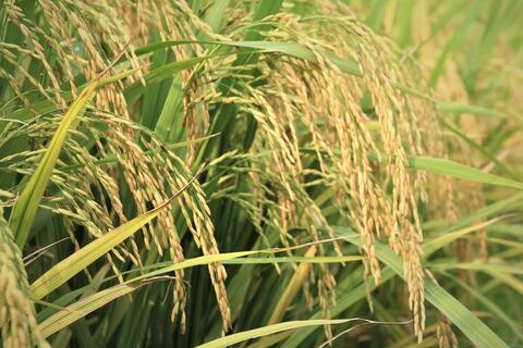 Gạo phát thải thấp: 'Tấm vé xanh' cho xuất khẩu bền vững