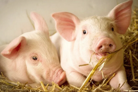 Giá heo hơi hôm nay 5/3/2026: Tiếp tục giảm nhiều nơi