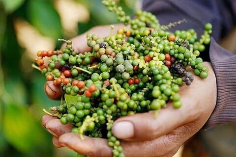 Giá tiêu hôm nay 6/3/2026: Bật tăng đồng loạt