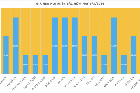 Giá heo hơi hôm nay 9/3/2026: Đang trên đà giảm