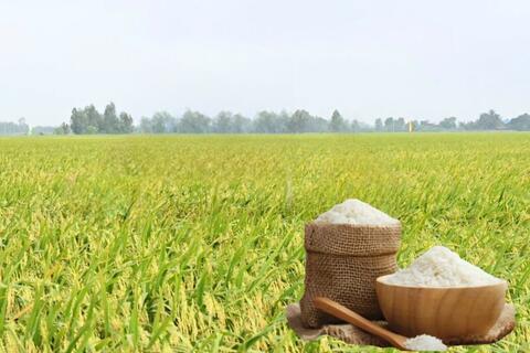 Giá lúa gạo hôm nay ngày 10/3/2026: Gạo nguyên liệu xuất khẩu OM 5451 tăng