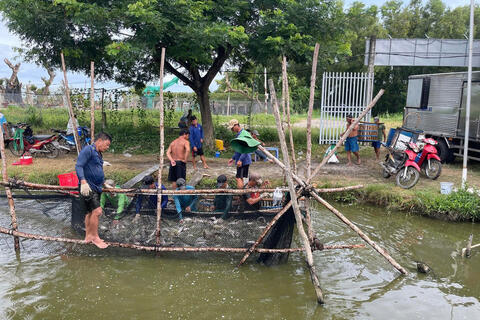 Giá cá tra ổn định nhiều tháng, người nuôi kỳ vọng vụ mới