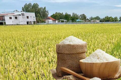 Giá lúa gạo hôm nay ngày 19/3/2026: Gạo xuất khẩu OM 5451 tiếp đà giảm