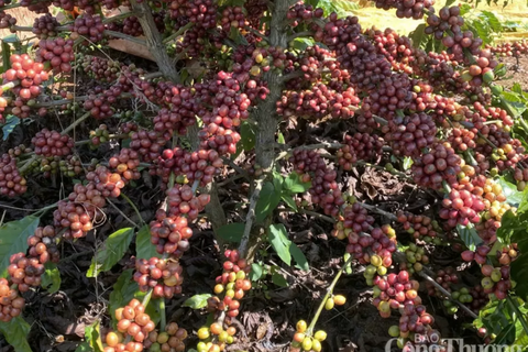 Giá cà phê thế giới tăng mạnh do nguồn cung suy yếu và đầu cơ quay lại