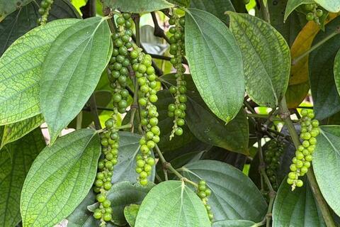 Giá tiêu hôm nay 26/3/2026: Giữ đà neo cao