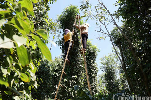 Giá tiêu hôm nay 30/3/2026: Cao nhất đạt 140.500 đồng/kg