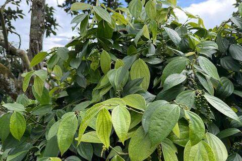 Giá tiêu hôm nay 31/3/2026: Bật tăng từ 500 - 1.000 đồng/kg