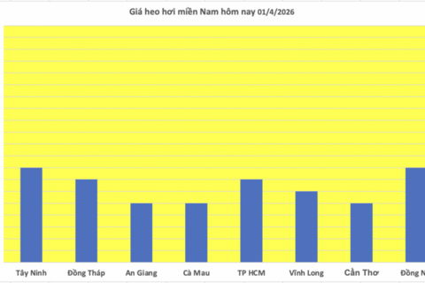 Giá heo hơi hôm nay 01/4/2026: Biến động trái chiều