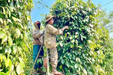 Hồ tiêu xanh Gia Lai được giá, người trồng đỏ mắt tìm nhân công thu hoạch
