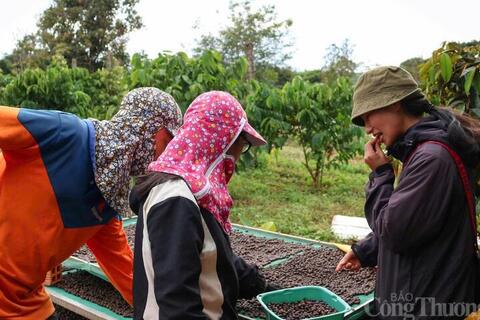 Giá cà phê hôm nay 3/4/2026: Tăng 800 - 1.000 đồng/kg