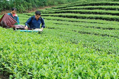 Lào Cai triển khai giải pháp gỡ khó cho tiêu thụ chè