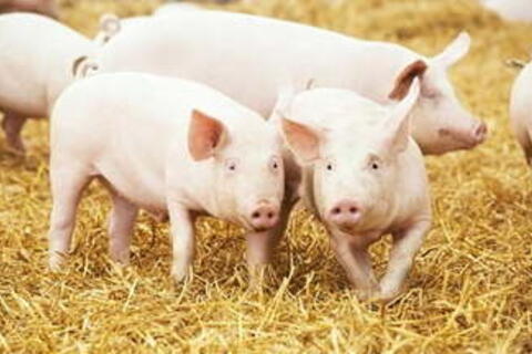 Giá heo hơi hôm nay 3/4/2026: Tiếp đà tăng giá ở miền Bắc, miền Trung