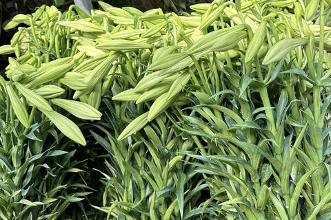 Thị trường hoa loa kèn Hà Nội bắt đầu sôi động