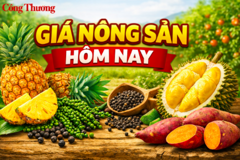 Giá nông sản hôm nay 7/4/2026: Sầu riêng Thái tăng trở lại; dứa trái vụ vào mùa