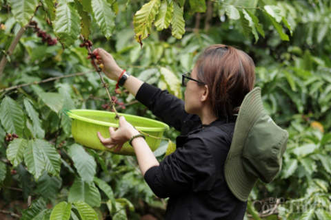 Giá cà phê hôm nay 8/4/2026: Trong nước 'lặng sóng'
