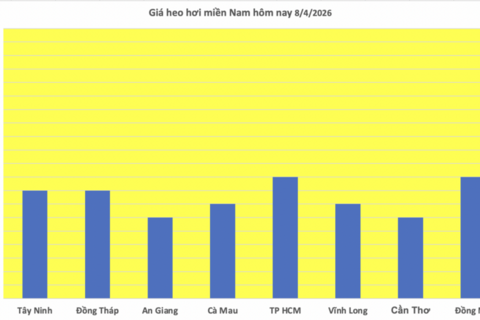 Giá heo hơi hôm nay 8/4/2026: Miền Trung tăng đến 2.000 đồng/kg