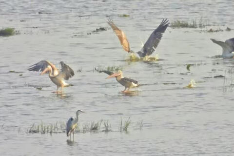 Bồ nông chân xám xuất hiện tại Vườn quốc gia Tràm Chim