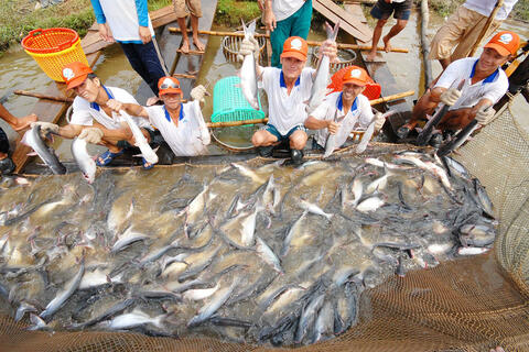 Philippines mở hạn ngạch nhập thủy sản: Cơ hội cho cá tra Việt