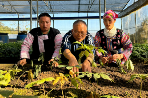 Sâm Ngọc Linh Sơn La: Từ ‘quốc bảo’ đến sinh kế bền vững