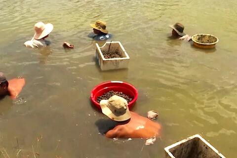 Dịch bệnh thủy sản xảy ra trên 50 xã, phường ở Cà Mau