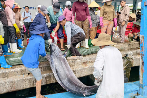 Quảng Ngãi: Tái cấu trúc, định hình lại ngành thủy sản