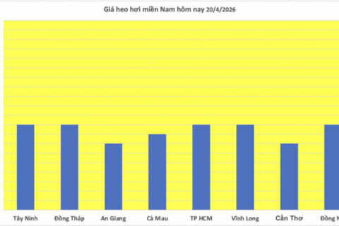 Giá heo hơi hôm nay 20/4/2026: Tăng nhẹ tại miền Trung