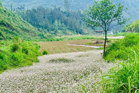 Lạ lẫm những triền hoa tam giác mạch trái mùa nơi cực Bắc