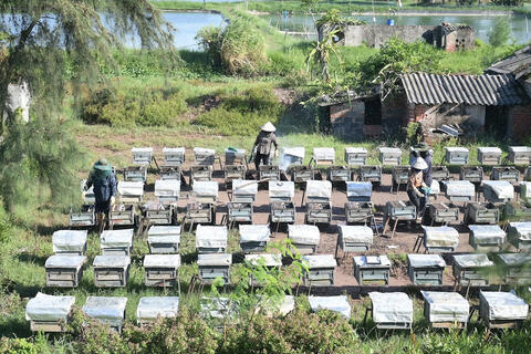 Nuôi ong ở rừng ngập mặn Xuân Thủy: Sinh kế xanh từ tán sú vẹt