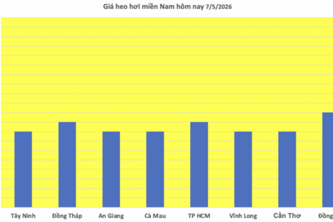 Giá heo hơi hôm nay 7/5/2026: Tăng nhẹ tại miền Bắc
