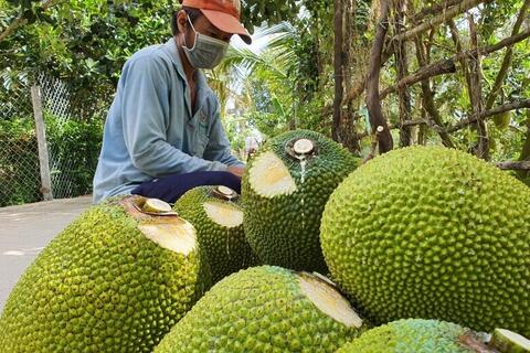 Giá nông sản hôm nay ngày 11/5: Các mặt hàng có mức giá thấp