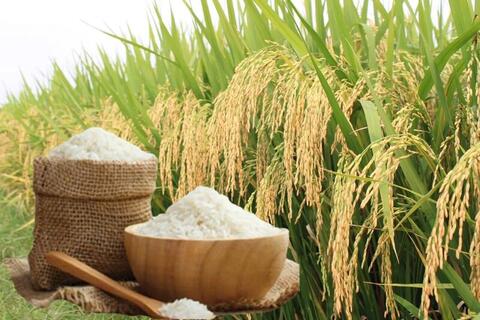 Giá lúa gạo hôm nay ngày 19/5/2026: Lúa tươi đồng loạt tăng mạnh