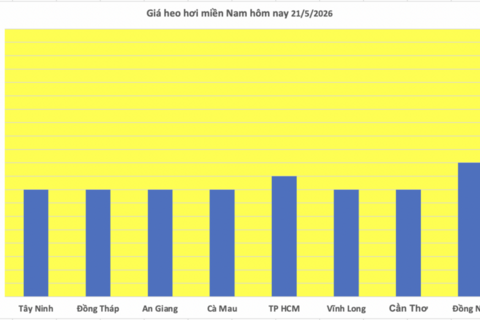 Giá heo hơi hôm nay 21/5/2026: Tăng đồng loạt trên cả nước