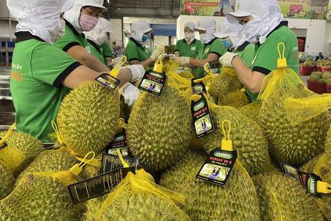Xuất khẩu sầu riêng: Từ ‘cơn sốt’ tỷ đô đến hành trình bền vững