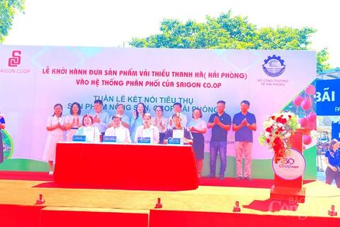 Saigon Co.op đưa Vải Thanh Hà vào hệ thống phân phối toàn quốc