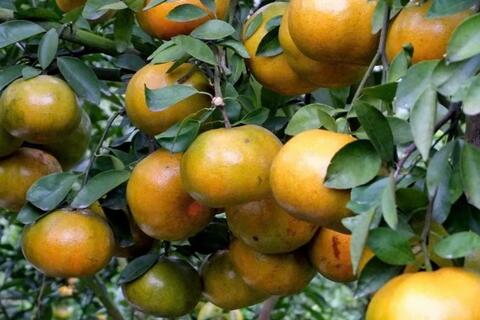 Lễ hội Trái cây Đồng Tháp lần thứ I có hoạt động gì đặc sắc?