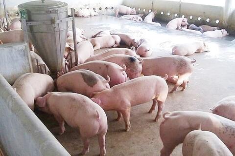 Giá heo hơi hôm nay 4/6/2026: Tiếp tục đi ngang, cao nhất 68.000 đồng
