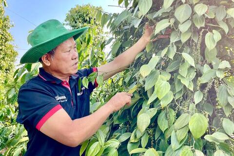 Giá tiêu hôm nay 5/6/2026: Đồng loạt tăng 1.000 đồng/kg