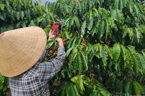 Giá cà phê hôm nay 5/6/2026: Giảm nhẹ 200 đồng/kg