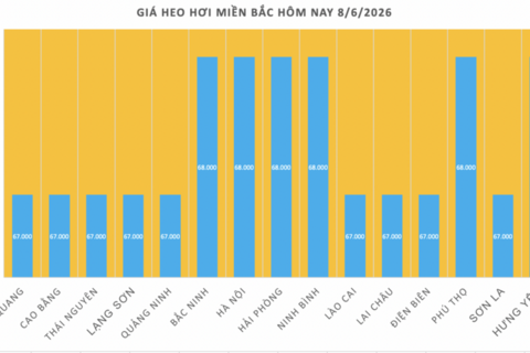 Giá heo hơi hôm nay 8/6/2026: Duy trì ổn định