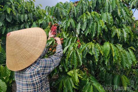 Giá cà phê hôm nay 9/6/2026: Tăng nhẹ 400 đồng/kg