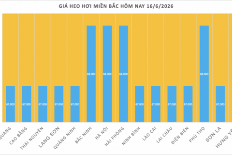 Giá heo hơi hôm nay 16/6/2026: Giảm rải rác tại miền Trung, miền Nam
