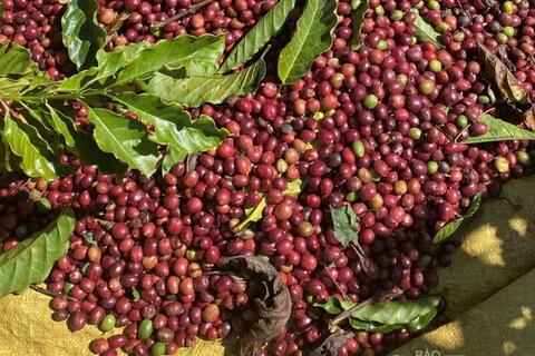 Giá cà phê Arabica tăng gần 7%