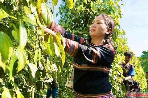 Giá tiêu hôm nay 13/7/2026: Dao động từ 138.000 - 141.000 đồng/kg